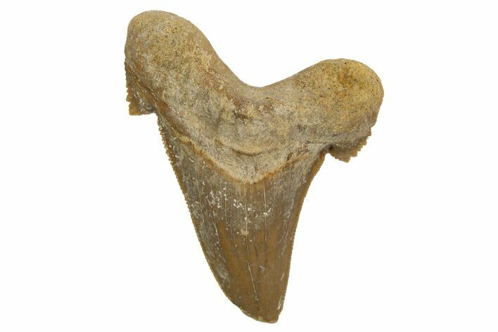Serrated Sokolovi (Auriculatus) Shark Tooth - Dakhla, Morocco #321860